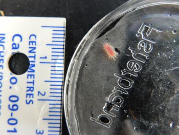 Media type: image;   Invertebrate Zoology 151174
